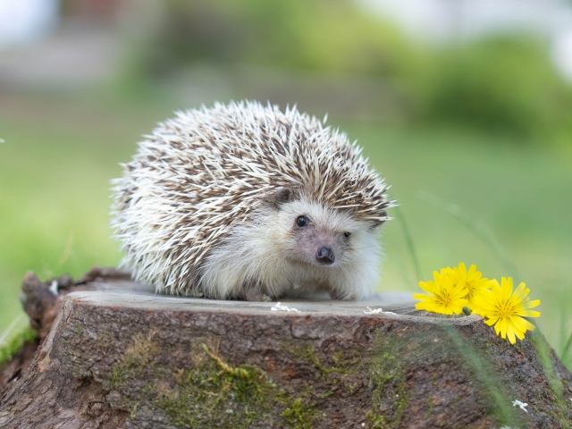 11月21日(金)の混雑予測