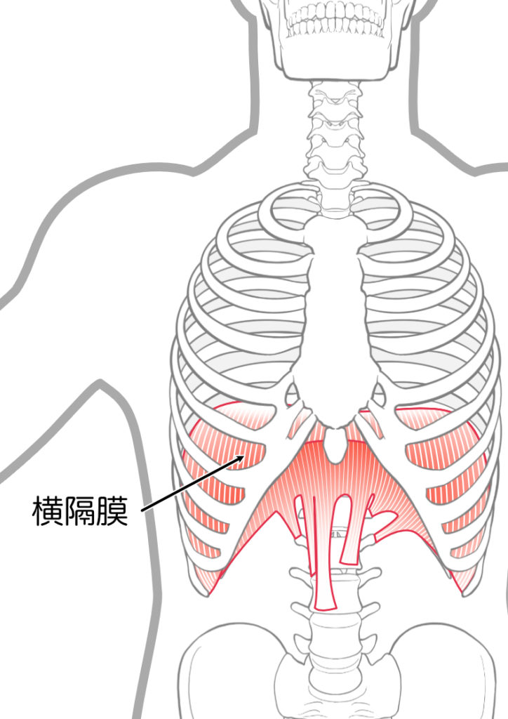 産後の不調の原因は横隔膜？研究と臨床から見えてきた共通点